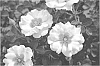 Rosa%20hybrida%20%27Sprolempink%27