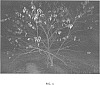 Prunus%20species%20hybrid%20x%20Prunus%20persica%20%27MP-29%27