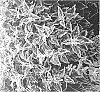 Solenostemon%20scutellarioides%20%27UF08174%27