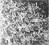 Solenostemon%20scutellarioides%20%27UF08174%27