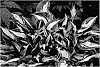 Hosta%20hybrid%20%28Tratt.%29%20%27American%20Hero%27