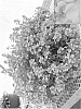 Diascia%20barbarae%20%27Dala%20Depsam%27