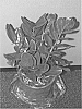 Zamioculcas%20zamiifolia%20%27LUCKY%27
