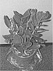 Zamioculcas%20zamiifolia%20%27LUCKY%27