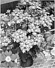 Verbena%20x%20hybrida%20%27VEAZ0007%27
