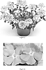 Verbena%20x%20hybrida%20%27VEAZ0003%27