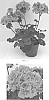 Pelargonium%20x%20hortorum%20%27Sil%20Baldo%20448%27