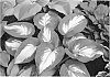 Hosta%20sieboldiana%20%28Tratt.%29%20%27Hudson%20Bay%27