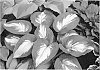 Hosta%20sieboldiana%20%28Tratt.%29%20%27Hudson%20Bay%27