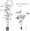 Oldhamii%20bamboo%20plant%20named%20%27BSO-001%27