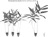 Moso%20bamboo%20plant%20named%20%27BSM-002%27