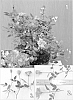 Rosa%20hybrida%20%27SAVaboo%27