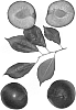 Interspecific%20Prunus%20species%20%27Black%20Satin%27