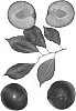 Interspecific%20Prunus%20species%20%27Black%20Satin%27