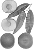 Prunus%20persica%20%27Aspen%20White%27