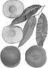 Prunus%20persica%20%27Aspen%20White%27