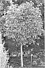 Betula%20pendula%20%27Globe%27