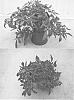 Ipomoea%20batatas%20%28L.%29%20Lam.%20%27NCORNSP-013GNLC%27