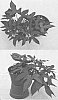 Ipomoea%20batatas%20%28L.%29%20Lam%20%27NCORNSP-015SCPI%27