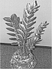 Zamioculcas%20zamiifolia%20%27LUCKYWHIT%27