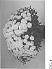 Chrysanthemum%20x%20morifolium%20Ramat.%20%27Zanmudande%27