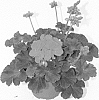 Pelargonium%20x%20hortorum%20%27Fipelsumor%27