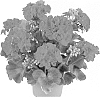Pelargonium%20x%20hortorum%20%27Fipelsumcer%27
