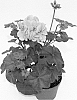 Pelargonium%20peltatum%20%27Fipeldanlavimp%27