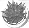 Gasteria%20hybrid%20%27WT10%27