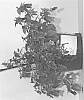 Campanula%20punctata%20%27USCAMP08%27