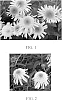 Echinacea%20hybrid%20%27Secret%20Joy%27