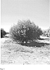 Prunus%20persica%20L.%20%27HBOK%2027%27
