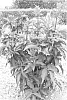 Sambucus%20nigra%20%27Eiffel%201%27