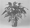 Medinilla%20sp.%20%27BELLA%27