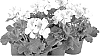 Pelargonium%20x%20hortorum%20%27Fipelpopwhi%27