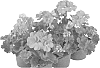 Pelargonium%20x%20hortorum%20%27Fipelpopsal%27