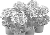 Pelargonium%20x%20hortorum%20%27Fipelpoplileye%27