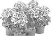 Pelargonium%20x%20hortorum%20%27Fipelpoplileye%27
