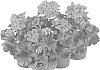 Pelargonium%20x%20hortorum%20%27Fipelpopnepi%27