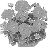 Pelargonium%20zonale%20%27Dueviimplum%27