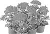 Pelargonium%20x%20hortorum%20%27Fipelpopred%27