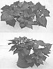Ipomoea%20batatas%20%28L.%29%20Lam.%20%27NCORNSP-014BWPI%27