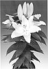 Lilium%20L.%20%27Sunny%20Cypres%27
