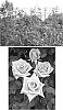 Rosa%20hybrida%20%27Florifosavio04%27