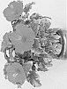 Hibiscus%20rosa-sinensis%20%27Antigua%20Wind%27