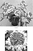 Verbena%20x%20hybrida%20%27VEAZ0012%27