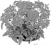 Verbena%20hybrida%20%27Duempflare%27