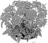 Verbena%20hybrida%20%27Duempflare%27