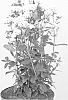 Phlox%20paniculata%20%27Tiara%27