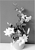 Mandevilla%20boliviensis%20x%20Mandevilla%20Sanderi%20%27Lanmichigan%27